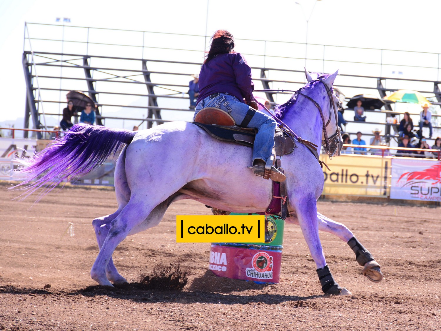 DSC_1184 copy