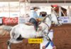 Finales de Circuito 2018 NBHA México distrito Chihuahua Arena Timosa – Parte 1