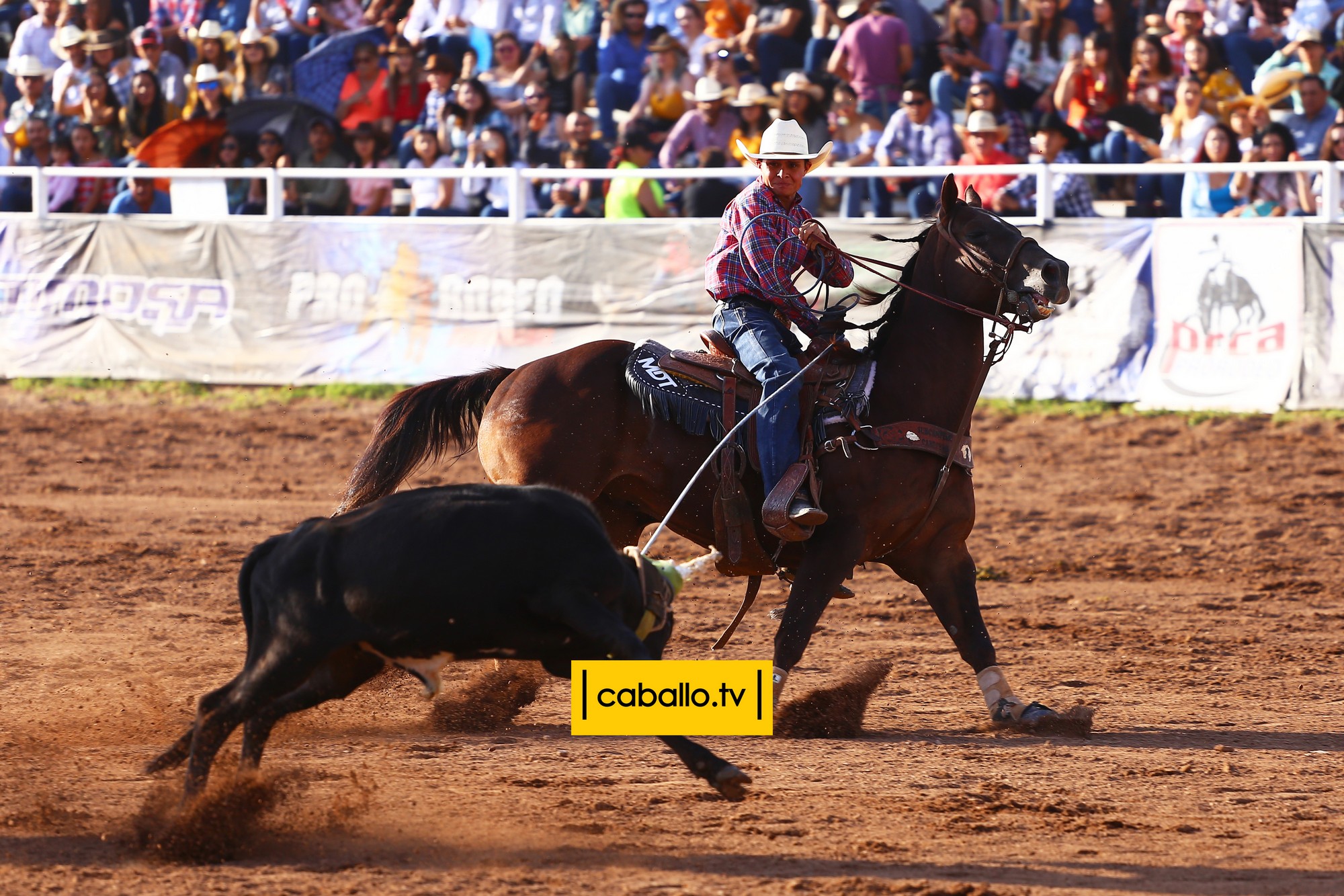 IMG_0497 copy