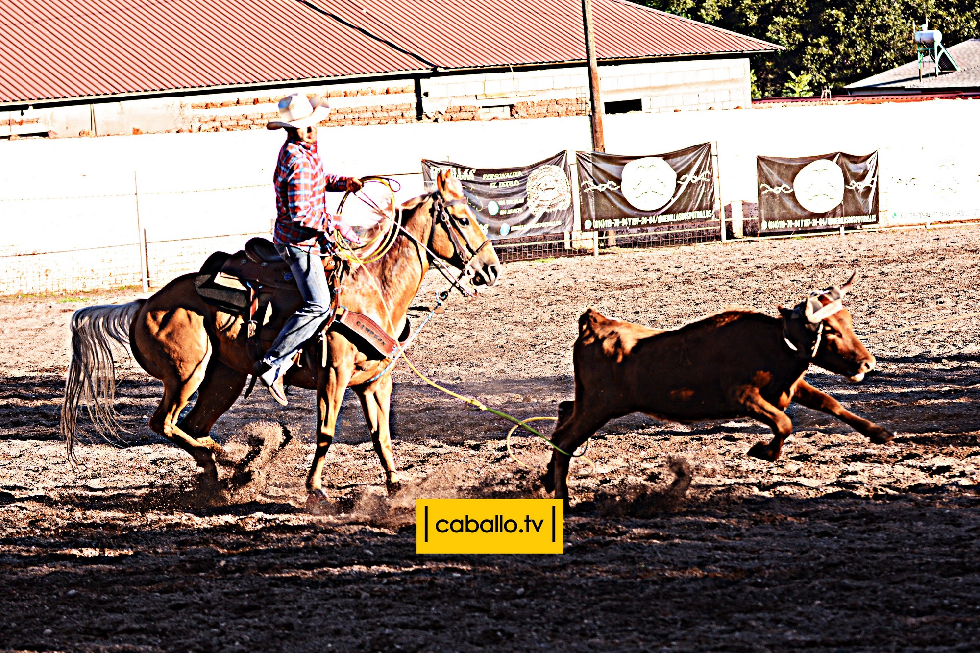 DSC_6274 copy