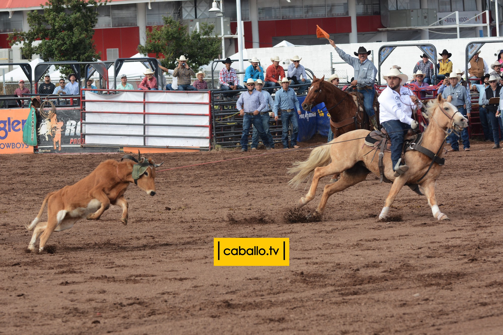 DSC_9198 copy