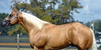 5 Excelentes lineas de sangre modernas de caballos cuarto de milla de rancho