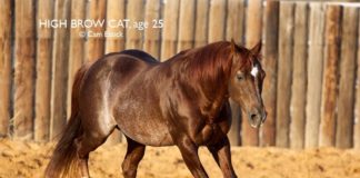High Brow Cat
