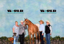 El caballo de sueño … “Power House Dream” por P. Dean Stasell, LC