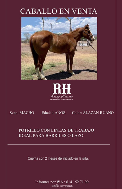 cech venta caballo 400 620 px