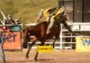 Jineteo de caballos con pretal en el Rodeo de Zootecnia 2021 Promotora de Rodeos Parte 3